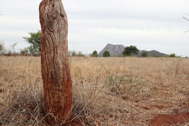 Zimbabwe Drought Response