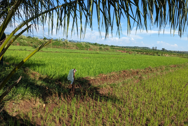 DRC Agriculture Project